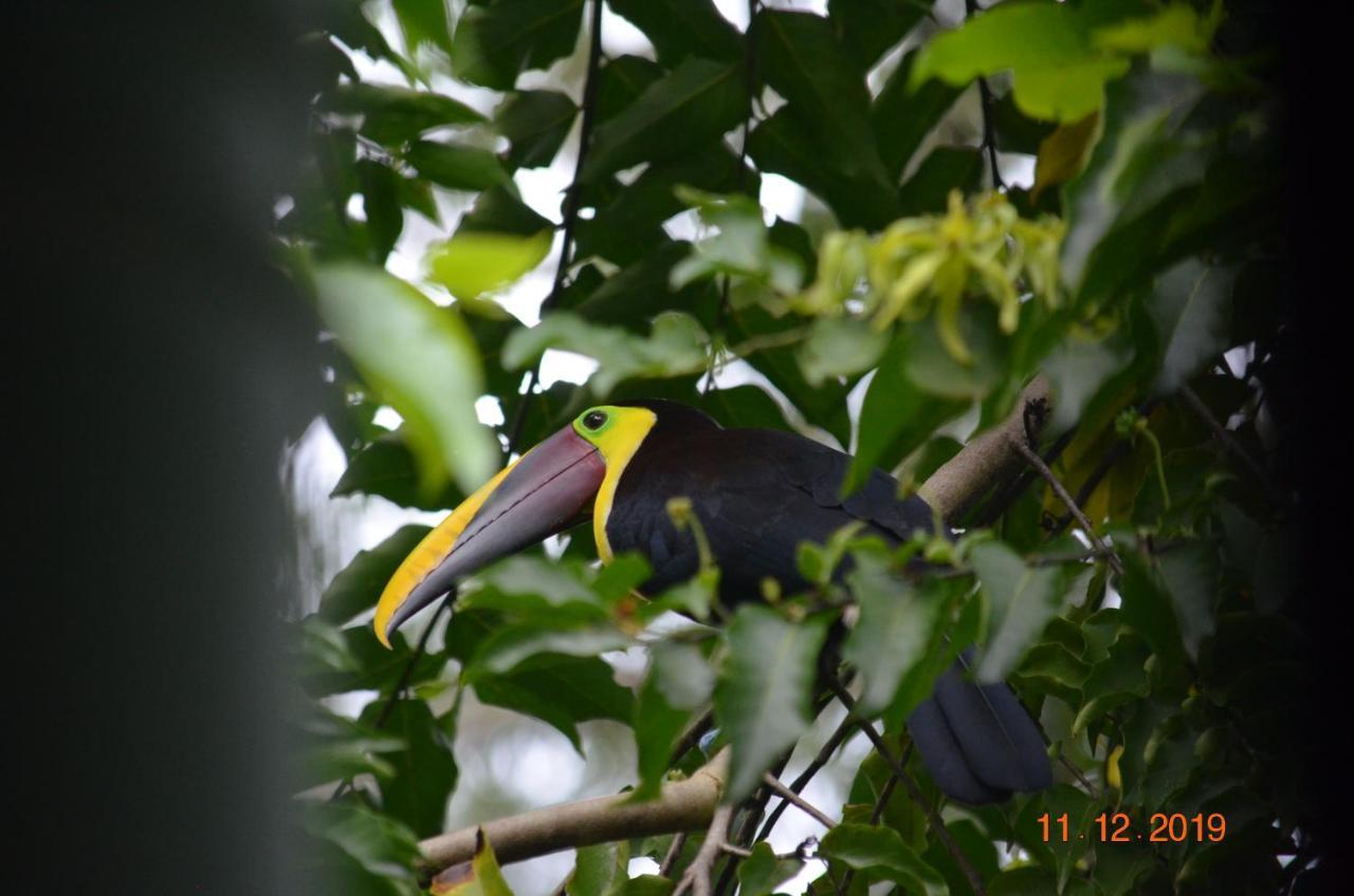 Mango Tree Villas Coronado Esterno foto