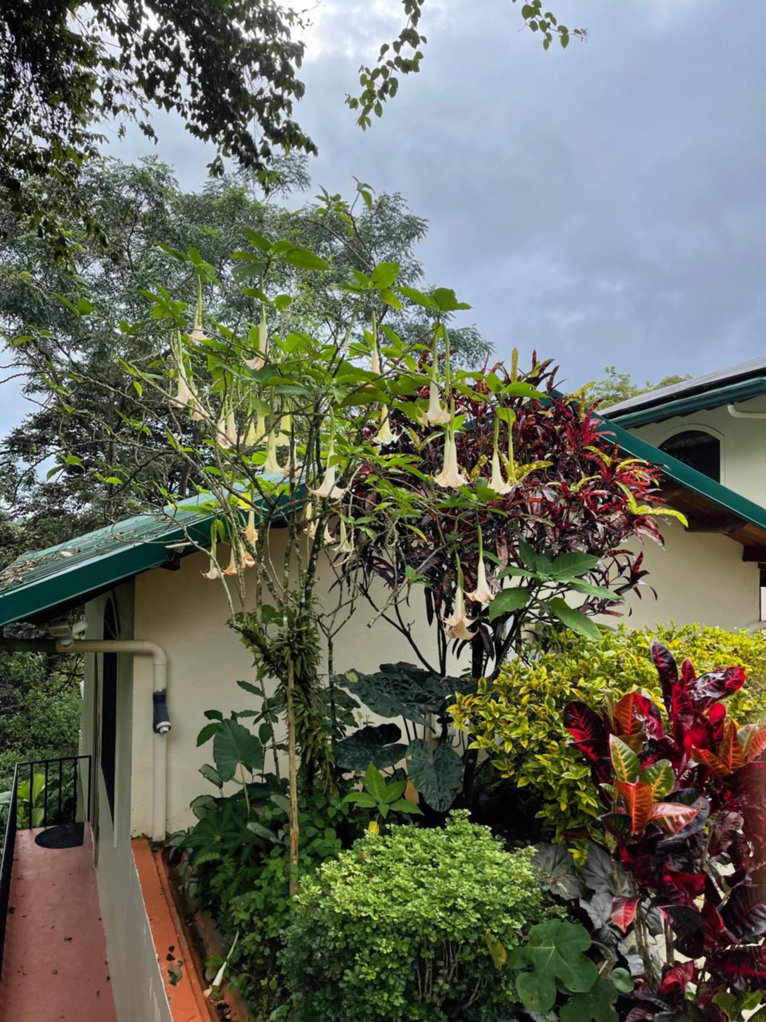 Mango Tree Villas Coronado Esterno foto